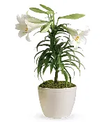 Easter Lily