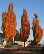 Acer rubrum 'Armstrong'
