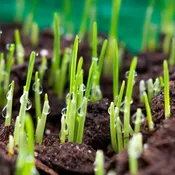 Field &amp;amp; Turf Enhancer