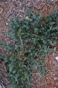 Blue Rug Juniper
