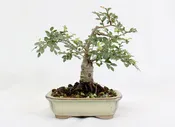 Catlin Elm in a Glazed Container