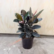 Ficus ‘Burgundy’ 14” pot — Urban Planting Cleveland