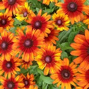 Black Eyed Susan (Rudbeckia) Autumn Colors | Two Live Plants | Non-GMO | Heirloom Perennial | Pollinator Friendly | Drought Tolerant