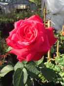 Alec's Red (NA) — K and M Nursery