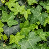 Algerian English Ivy | Two Live Plants | Non-GMO | Fast Growing, Evergreen, Low Maintenance