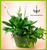 CHERISHED MEMORIES PLANT BASKET
