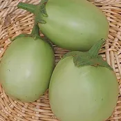 Apple Green Eggplant