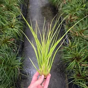 Tillandsia 'Albert The Great'