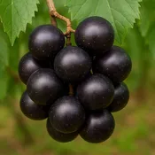 Alachua Muscadine Grapevine