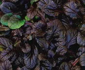 Ajuga, Mahogany Plug Flat