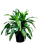Dracaena Art/Carmen