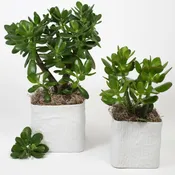 POTTED JADE — Portland Florist | AMANDA KARAM FLORAL Co.