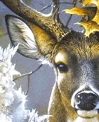 Paint by Numbers Kit - Deer