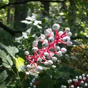 Actaea pachypoda