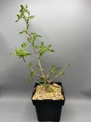 Pachycormus discolor — Desert Creations
