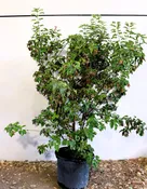 Acer tataricum ‘GarAnn’ M/S