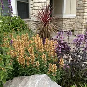 Agastache ‘Kudos Gold’