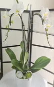 Classic Orchid Plant