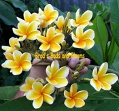 Bali Hai Gold