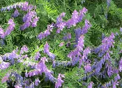 Hairy Vetch