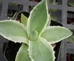 AGAVE CELSII MULTICOLOR