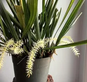 Dendrochilum yuccaefolium