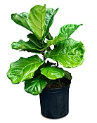 Ficus Lyrata Bush (Fiddle Leaf Fig)