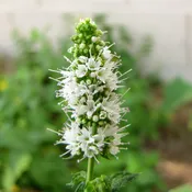 Apple Mint Herb