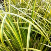 Acorus gramineus ‘Ogon’ – Golden Variegated Sweetflag Grass