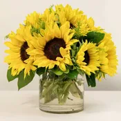 Sunflower Aglow