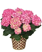 BLOOMING HYDRANGEA