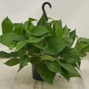 8" Pothos Green Queen