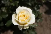 White Licorice (NA) — K and M Nursery