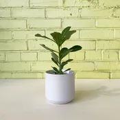 Adenium obesum