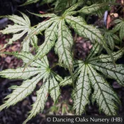 Acer palmatum 'First Ghost', Japanese Maple