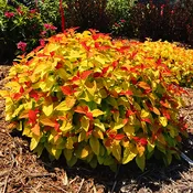 Double Play® Candy Corn Spirea