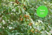 Dr. Deer Pear – Shipping Fall 2026