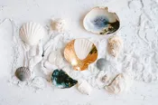 Golden Scallop Shell — Source and Tradition