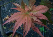 Acer palmatum 'Azuma murasaki' Red Upright Japanese Maple
