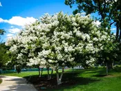 Acoma Crape Myrtle Tree