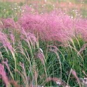 Bentgrass, Winter