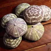 Alfonso Sea Urchin
