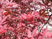 Bloodgood Japanese Maple