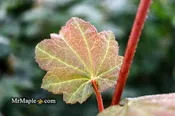 Acer japonicum 'Aka omote' Japanese Maple