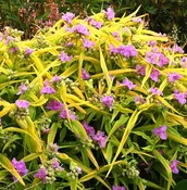 Tradescantia andersoniana 'Sunshine Charm'