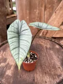 Alocasia ‘Platinum’ 3.5″