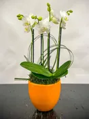 (2) Double Spike Mini Orchids