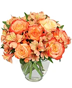 AMBROSIA ROSES