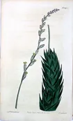 1455. (Aloe) The Botanical Magazine. London, 1812.