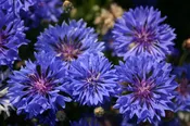 Bachelor Button – Dwarf Blue